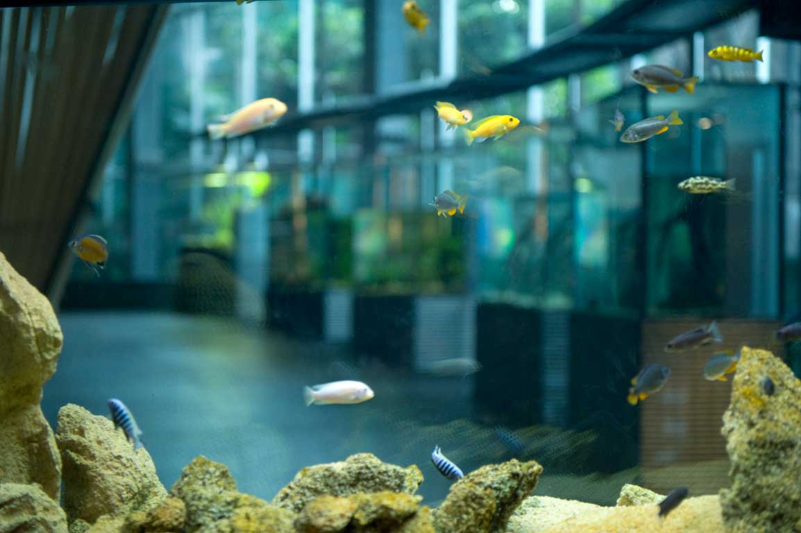 aquaris vidre
