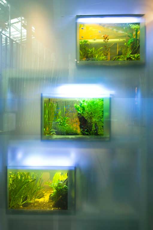 acuario de vidrio
